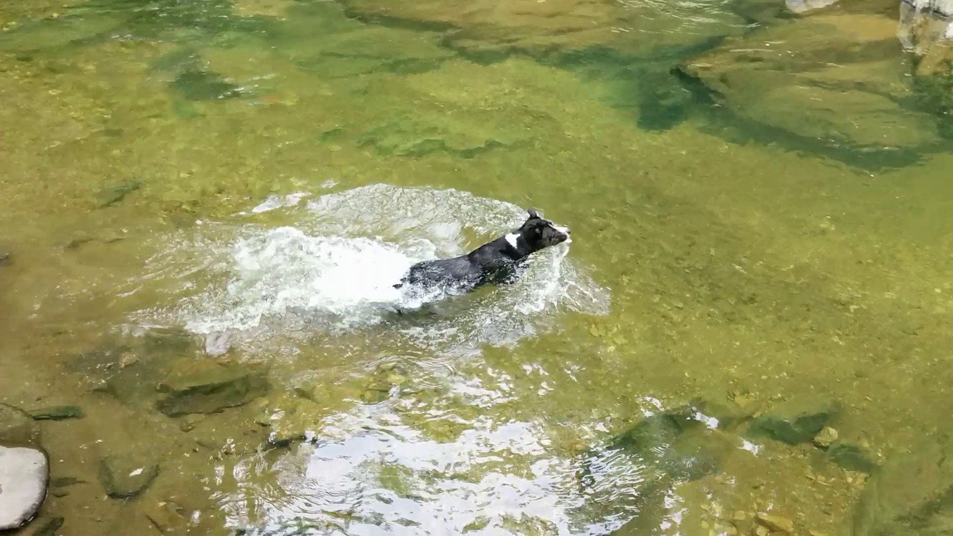 Fetching Water Creature II